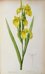 Iris Pseudacorus, de 
